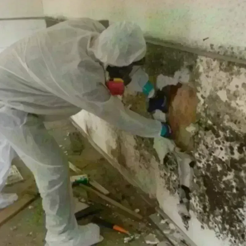 Mold Remediation and Removal in Holtsville, NY